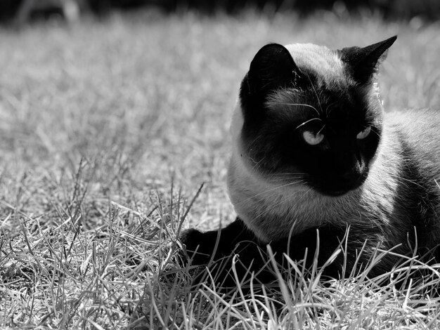 Gato sentado na grama no campo