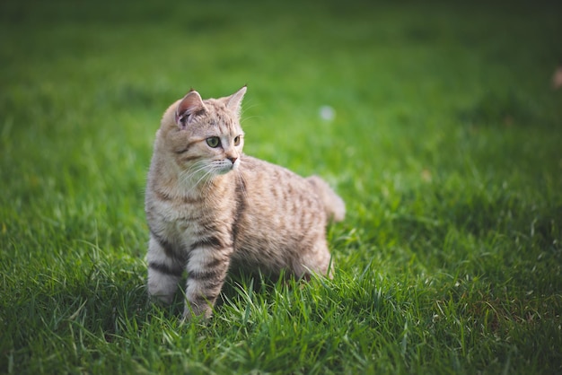 Gato sentado na grama no campo