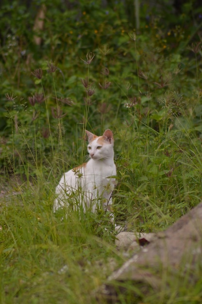 Foto gato sentado na grama