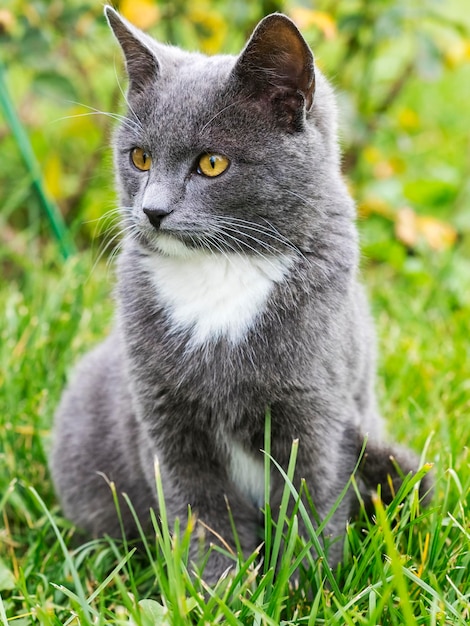 Gato sentado na grama