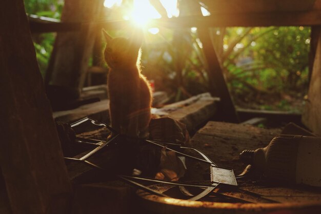 Foto gato sentado na madeira ao ar livre