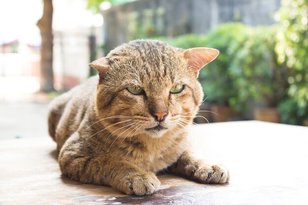 Gato sentado na mesa de madeira.