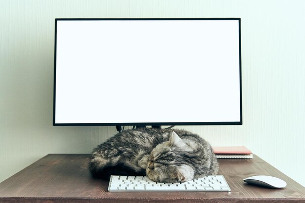 Foto gato sentado na mesa