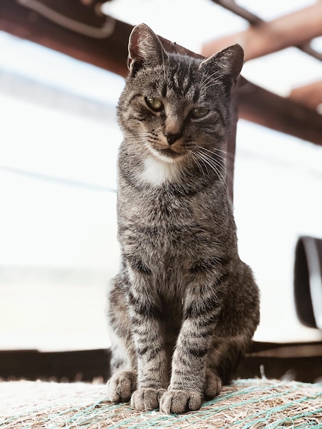 Foto gato sentado na mesa