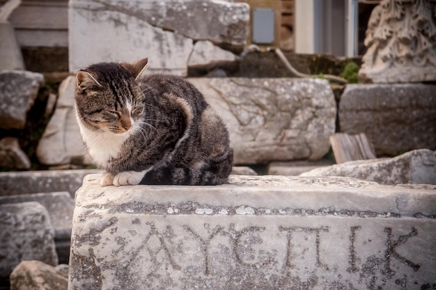 Foto gato sentado na parede de contenção