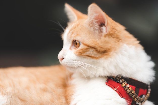 Gato sentado na prancha de madeira com sino no pescoço olhando para longe