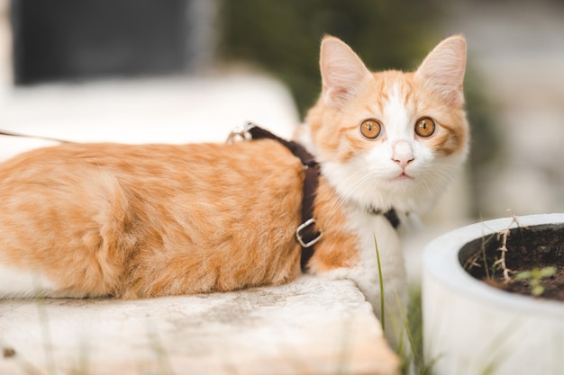 Gato sentado na prancha de madeira com sino no pescoço olhando para longe