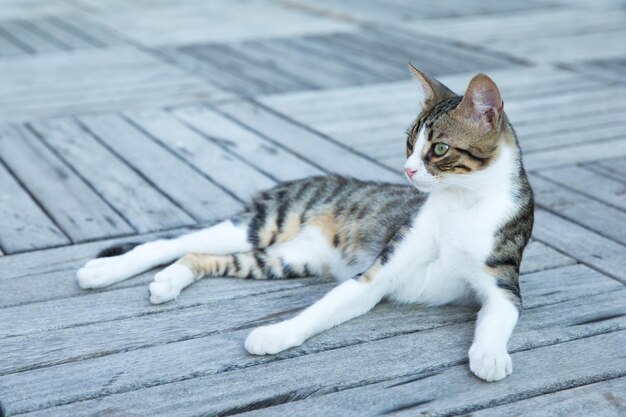 Gato sentado na zona rural