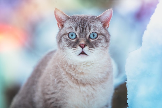 Gato sentado en la nieve. Retrato de gato siamés al aire libre en un parque en invierno