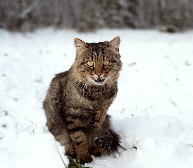 Gato sentado en la nieve