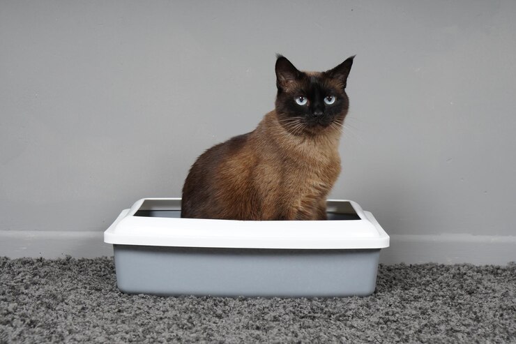 Foto gato sentado no banheiro do gato ou na caixa de areia