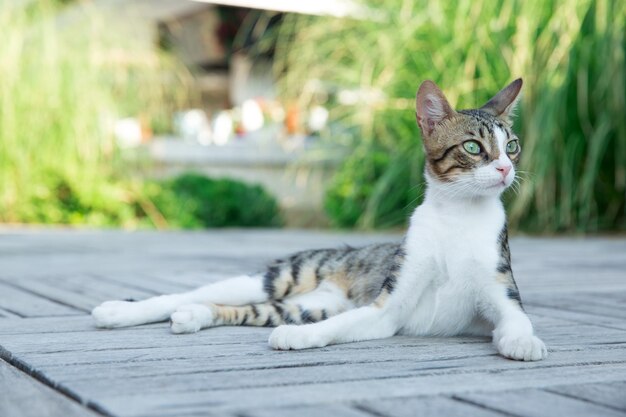 Gato sentado no campo