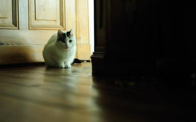 Gato sentado no chão em casa