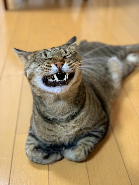 Foto gato sentado no chão em casa