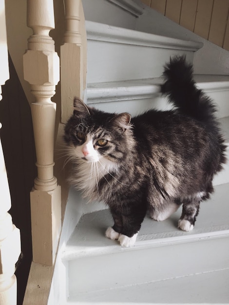 Foto gato sentado no chão