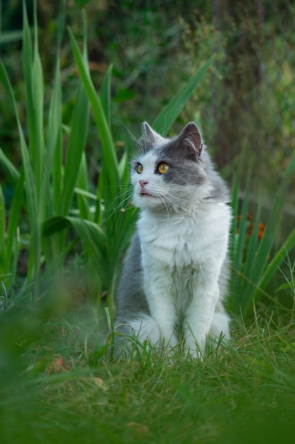 Gato sentado no jardim com a língua de fora. Animais fofos e adoráveis