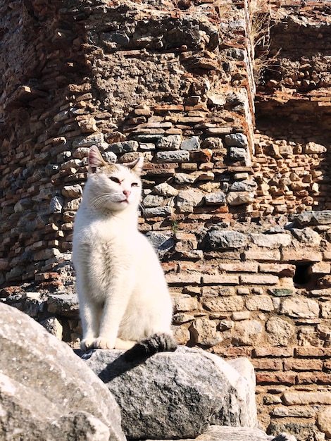 Foto gato sentado en la pared