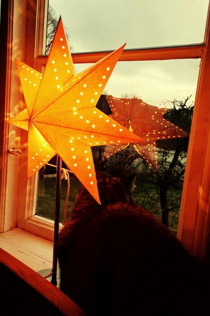 Foto gato sentado pela estrela de natal pendurada na janela em casa