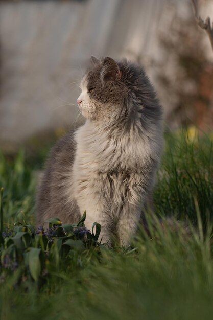 Gato sentado perto de flores ao ar livre Gato bonito sentado em um jardim ensolarado de verão Gatinho sentado em um prado de flores