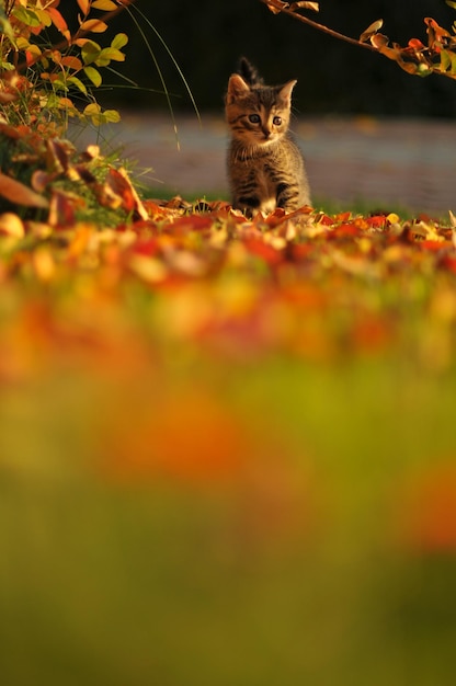 Gato sentado en una planta