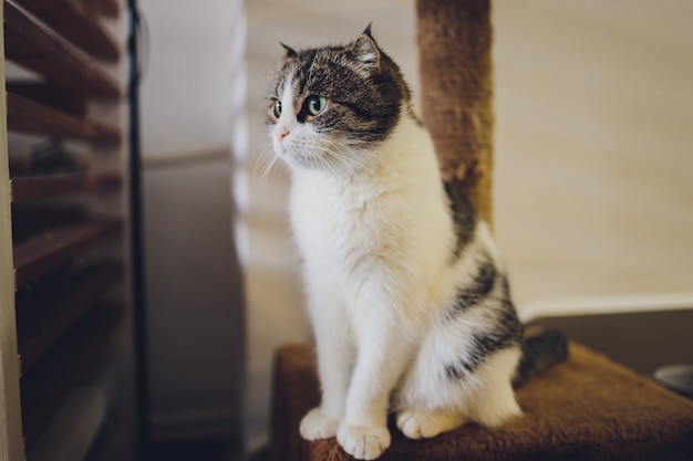 Gato sentado en el poste rascador de felpa de la casa del gato.