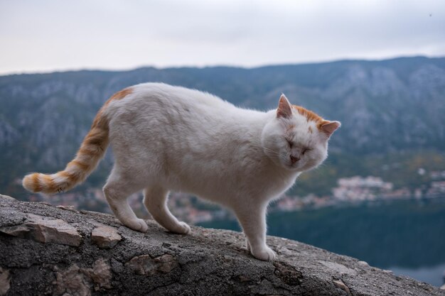 Foto gato sentado en una roca