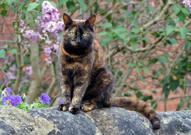 Foto gato sentado en una roca