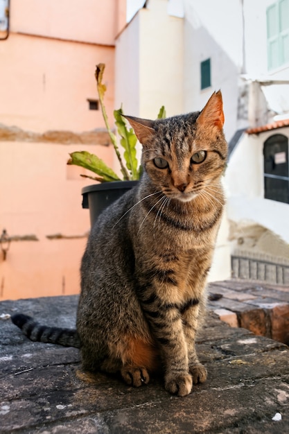 Un gato sentado en Sanremo, Italia