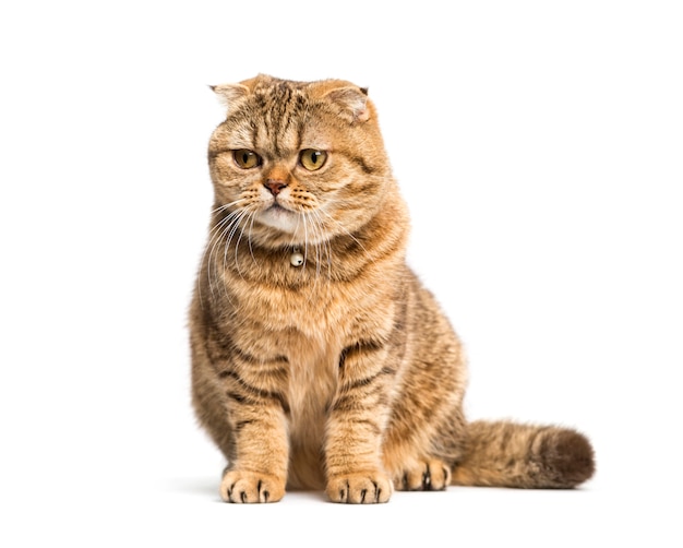 Gato sentado scottish fold, isolado