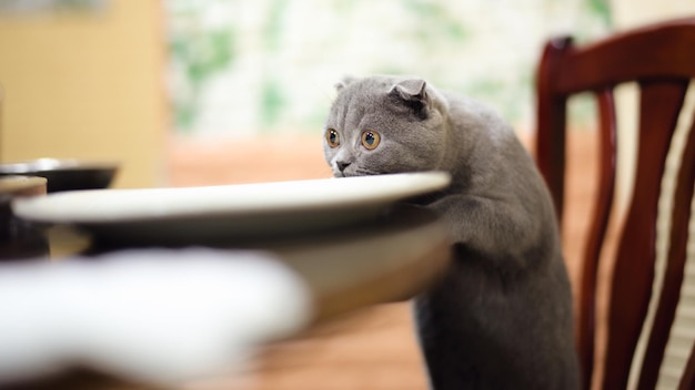 Gato sentado en una silla en casa