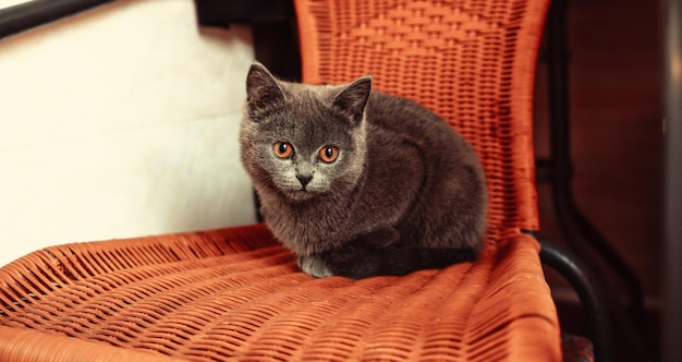 Foto un gato está sentado en una silla y haciendo contacto visual directo con la cámara