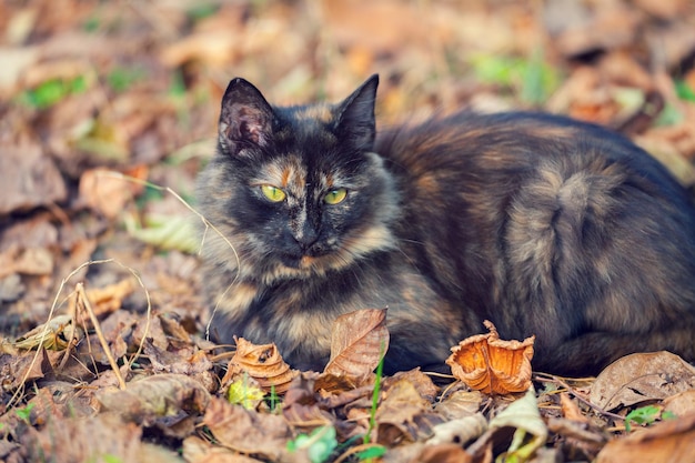 Gato sentado sobre las hojas caídas en otoño