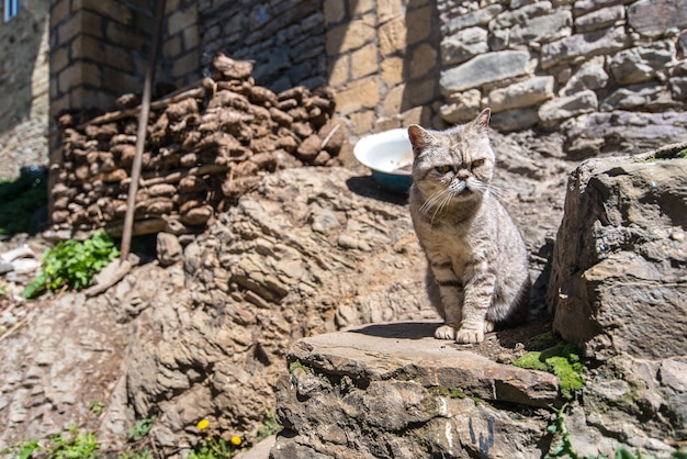 Foto un gato está sentado sobre las piedras de una antigua vivienda abandonada