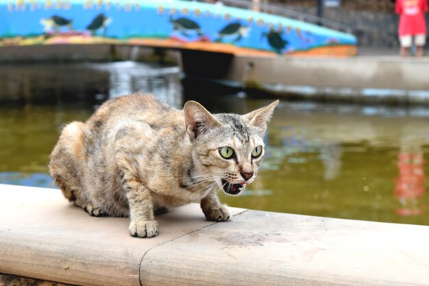 Gato sentado en el suelo en el parque