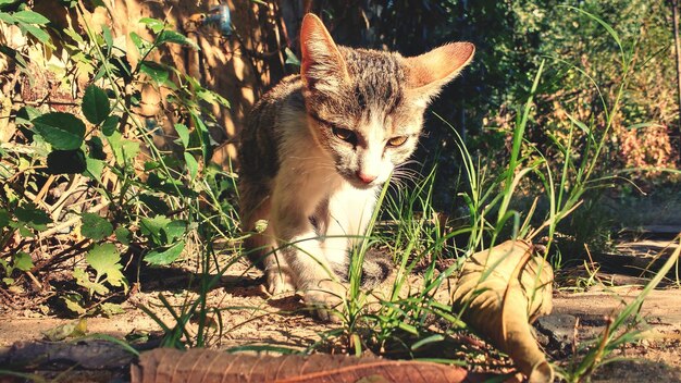 Gato sentado en el suelo