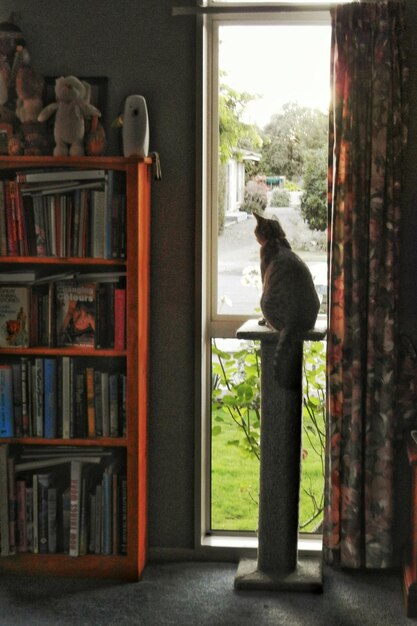 Foto gato sentado en un taburete junto a la ventana en casa