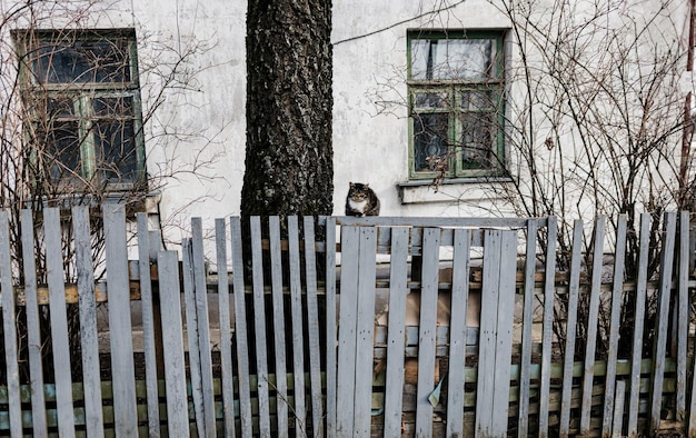 Gato sentado en la valla