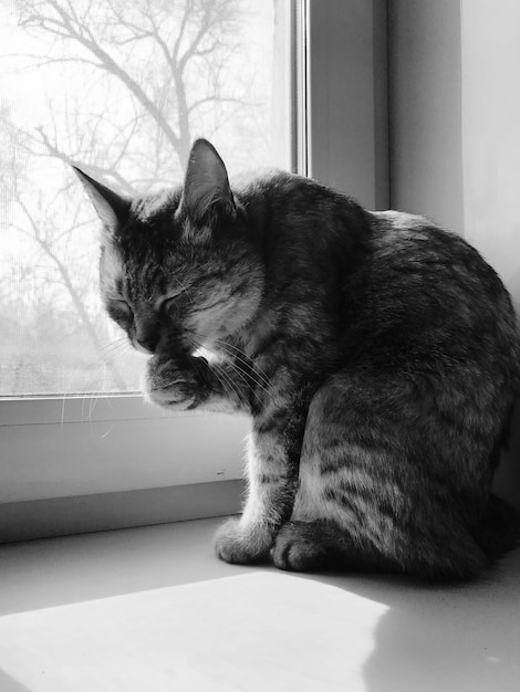 Foto gato sentado en la ventana en casa