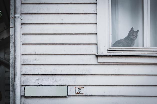 El gato sentado en la ventana y mirando hacia afuera. Tono oscuro y azul, horror y halloween co.