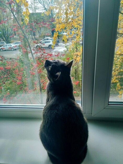 Foto gato sentado en la ventana