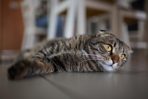 El gato se sentó en el piso de cemento.