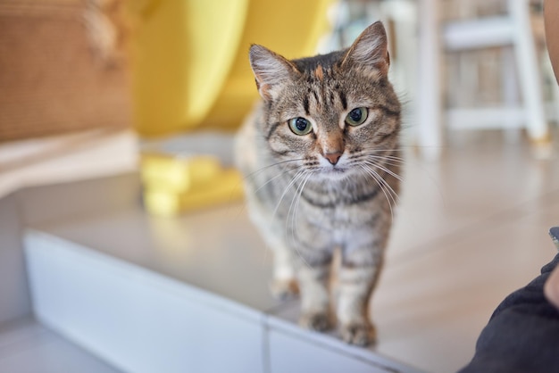 El gato se sentó en el piso de cemento.