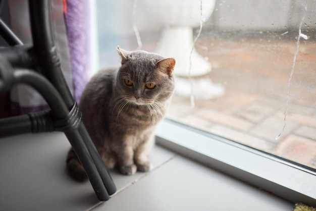 El gato se sentó en el piso de cemento.