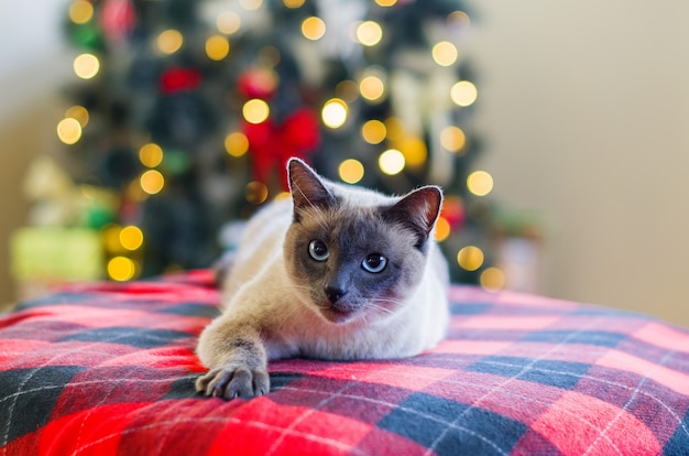 Gato sério contra fundo de árvore de Natal borrado com luzes de Natal