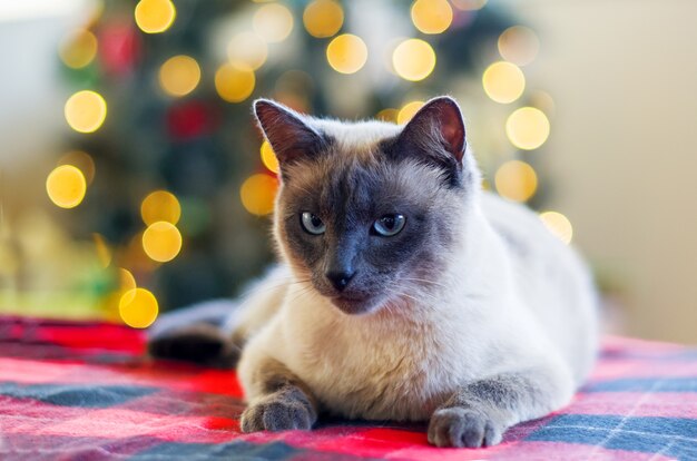 Gato sério contra fundo de árvore de Natal borrado com luzes de Natal