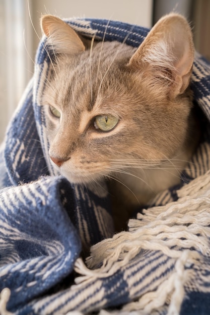Gato sério embrulhado em um cobertor quente sentado no peitoril da janela e olha pela janela Estilo de vida