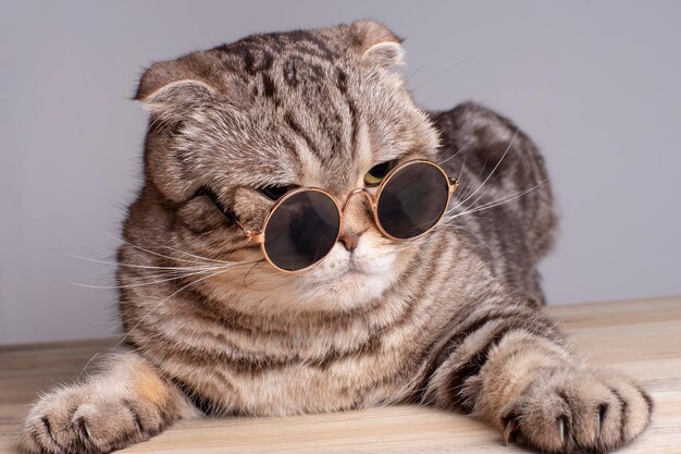 Foto gato serio scottish fold mira severamente a través de gafas de sol redondas sobre una mesa de madera