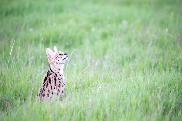 Gato serval nas pastagens da savana no Quênia