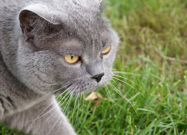 Gato Shorthair britânico caça na grama verde