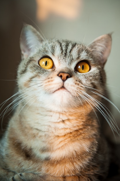 Gato shorthair britânico com olhos amarelos deitado na mesa.